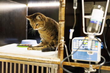 Veterinarian puts a catheter on a cat in a veterinary hospital, emergency care for animals