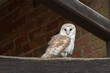 Looking up to a barn owl perched on the wooden cross beam of a building