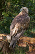 A close up of a golden eagle perched on a thick branch. A natural out of focus background gives space for text
