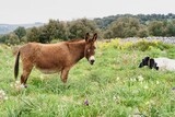 Fototapeta Góry - Brown domestic donkey on a meadow in Gargano, Italy, Europe.