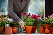 Senior woman planting flowers into pots