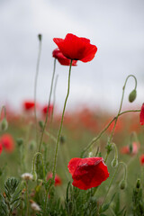 Spring vertical detail image of two poppies on green background and sky with clouds, red on green.