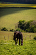 A horse in a field in the South Downs, with crops growing on a hillside behind