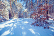 Christmas background. Winter forest covered with snow on a sunny day. Pine forest in winter