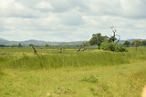 Fototapeta Tulipany - Giraffes roaming on savanah of Tanzania