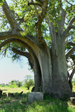 Fototapeta Tulipany - Majestic baobab trees  known for its incredible longevity and ability to store water.