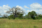 Fototapeta Tulipany - Majestic baobab trees  known for its incredible longevity and ability to store water.