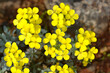 Croatian endemic plant yellow flowers