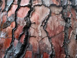 Wide-angle view of intricate tree bark texture with vivid red hues and blackened crevices, natural abstract pattern ideal for backgrounds and environmental themes. 