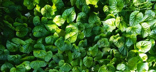 green leaves background