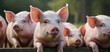 Ecological pigs and piglets at the domestic farm. Bio