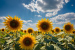 Beautiful sunflowers field with bright blue sky