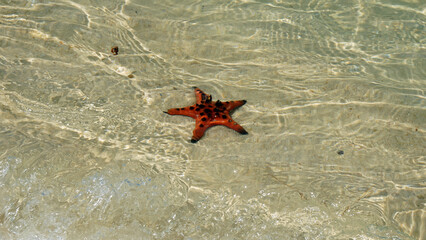 Poster - starfish at starfish beach