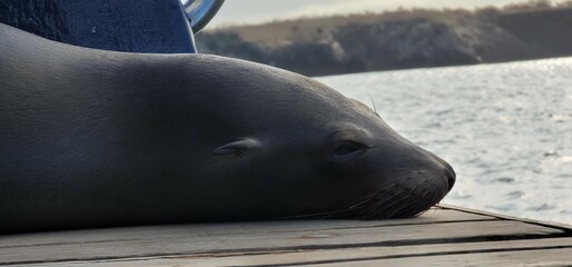 Sticker - Seal rests on a dock at sunset by the water.