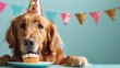 © Bonnie - Funny retriever dog eating cake from plate at dining table wearing party hat on blue background