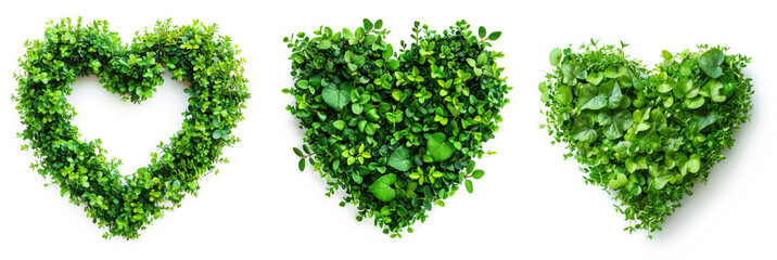 Wall Mural - heart shape border frame made of green leaves isolated on white background, concept of love for nature, natural eco friendly herbal plant based design element, evolving thriving growth symbol icon