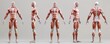 3D model of human body muscles on a light background.