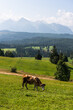 Cow pasture in Tatra mountains at summer in Poland