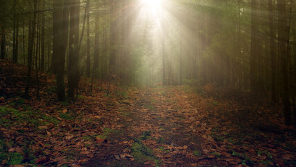 Wall Mural - Beautiful sunny morning path in the woods with sun beams.