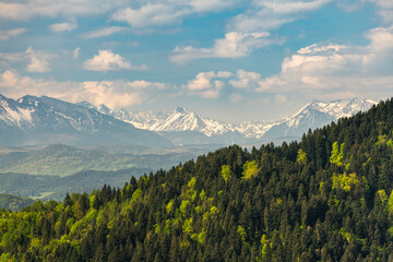 Poster - Green hills of Pieniny National Park and snowy Tatra Mountains in background in Poland