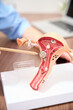 Focus on foreground of uterus model showing cropped female gynecologist at table