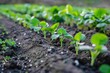 photo, natural lighting, stock photography, a row of small plants growing in dirt, farmer --ar 3:2 Job ID: dafb418d-4b91-48de-81f5-7b581e1b13df