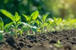 photo, natural lighting, stock photography, a row of small plants growing in dirt, farmer --ar 3:2 Job ID: 885b2031-9009-42e4-8f6f-9123af8a2ad4