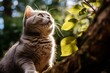 Conceptual portrait photography of a cute british shorthair cat scratching in beautiful nature scene