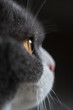 Close-up of a British Shorthair's eyes