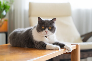 Wall Mural - British shorthair cat lying on table