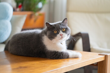 Wall Mural - British shorthair cat lying on table