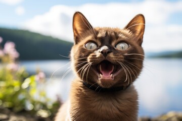 Wall Mural - Medium shot portrait photography of a smiling burmese cat paw-licking over beautiful nature scene