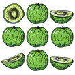 Handdrawn green kiwifruit sketches, split halved slice crosssection seed texture. Fresh juicy kiwi illustrations, artistic doodle line art ripe fruit. Cartoon kiwi set whole pieced vibrant green