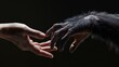© Chimpanzky  - the hand of the person touching chimpanzee hand, interspecies communication, primate interaction