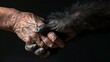 © Chimpanzky  - handshake of a person and a chimpanzee isolated on black, interspecies communication of primates