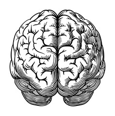 Wall Mural - brain engraving black and white outline