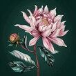 Pink peony on emerald green background. Beautiful bouquet of flowers, detailed botanical illustration.