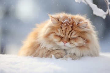 Wall Mural - Environmental portrait photography of a smiling persian cat sleeping in snowy winter scene