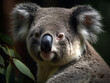 Koala in the australian eucalyptus forest