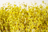 Fototapeta  - Fresh sprouts close-up. Growing micro greens for a health. Vegan food.