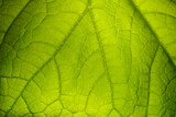 Fototapeta  - Cucumber leaf background close up. Abstract natural background.