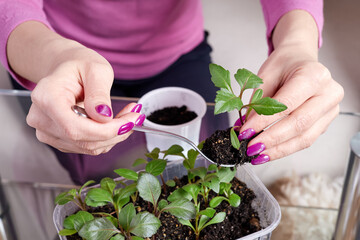 Girl transplanting plant seedlings into new pot at home