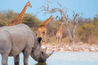 A rhino is drinking water in a small lake - Giraffe family walking in the Etosha park - Etosha National Park, Namibia, Africa 