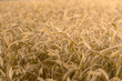 Rye ears grow on a farm field. Natural background pattern. Wheat field.