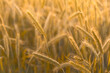 Rye ears grow on a farm field. Natural background pattern. Wheat field.