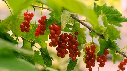 Poster - currants growing in the garden. Selective focus.