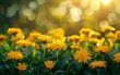 © imagineRbc - A field of yellow flowers with the sun shining on them. The flowers are in full bloom and the bright yellow color creates a cheerful and uplifting mood