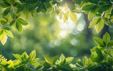 Wall Mural - A green leafy tree with a bright sun shining through the leaves. The sun is casting a beautiful, warm glow on the leaves