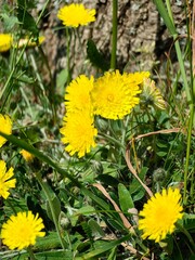 Wall Mural - dandelions in the grass