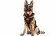 © Андрей Трубицын - Shepherd dog isolated on white background